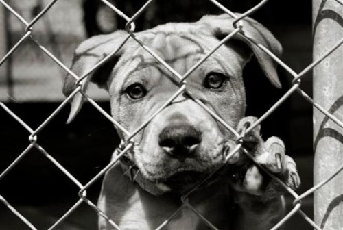 Harsher Laws Against Animal Abuse
