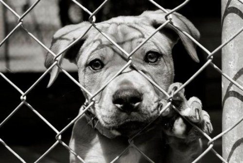 animal abuse pictures and facts