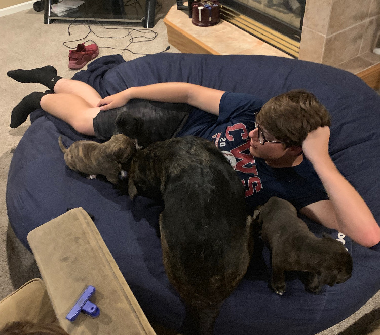 Feeling comfy, junior Daniel Holt cuddles with his foster dogs. His family has fostered many animals, and these are just a few of them. I am excited to come home every day to play with the puppies Holt said. Although they can be a handful sometimes, fostering animals is worth it.