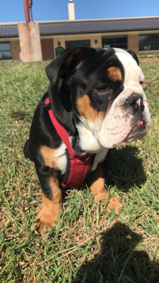 Mavis the English Bulldog was brought into Baylers home on June 3rd, 2020.