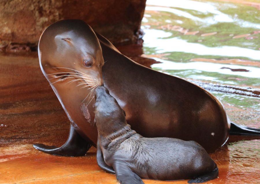 The Omaha Henry Doorly Zoo and Aquarium welcomes the six sea lions to their new home.