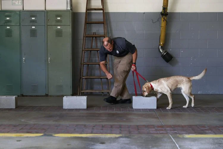 Alley and her handler David Sobotka work together in a training exercise to help strengthen her sense of smell. Sobotka tests Alley using evaporated gasoline that he hides in small boxes and waits for her to find it. “Making sure to regularly check up on Alleys sense of smell is paramount,” Sobotka said. “We need her ability to differentiate between odors in a fire investigation, in order for us to determine if an accelerant was used.”